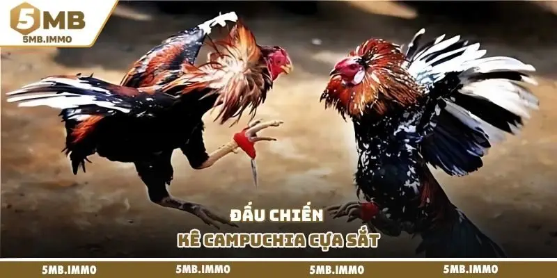 Đấu chiến kê Campuchia cựa sắt
