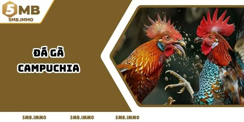 Đá Gà Campuchia Tại 5MB - Cập Nhật Đầy Đủ Các Dữ Liệu Trước Trận