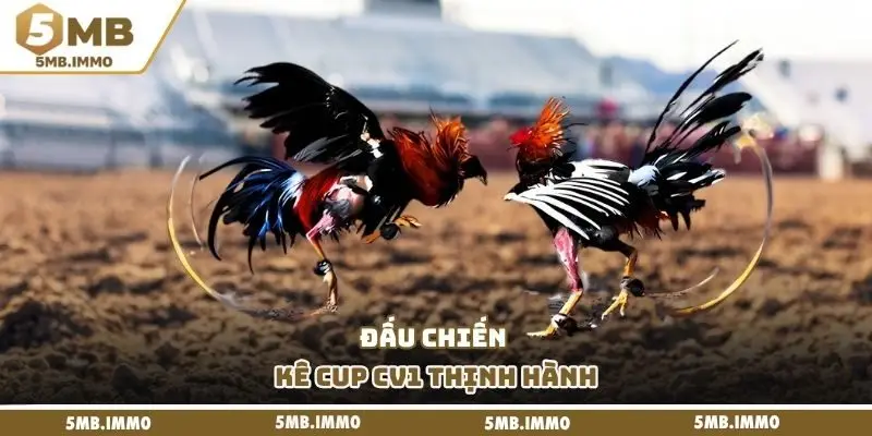 Đấu chiến kê cup CV1 thịnh hành