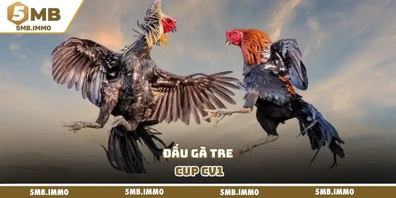 Đấu gà tre cup CV1