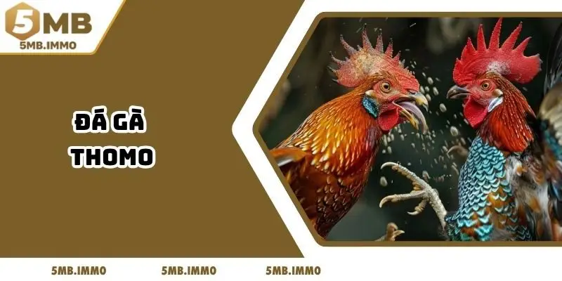 Đá Gà Thomo Tại 5MB - Nơi Quy Tụ Chiến Kê Xuất Sắc