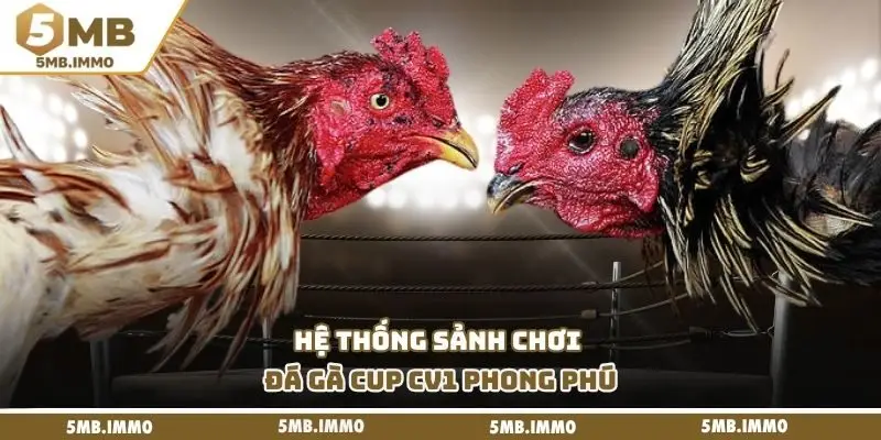 Hệ thống sảnh chơi đá gà cup CV1 phong phú