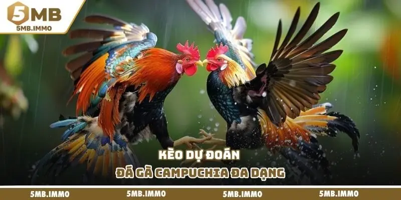 Kèo dự đoán đá gà Campuchia đa dạng