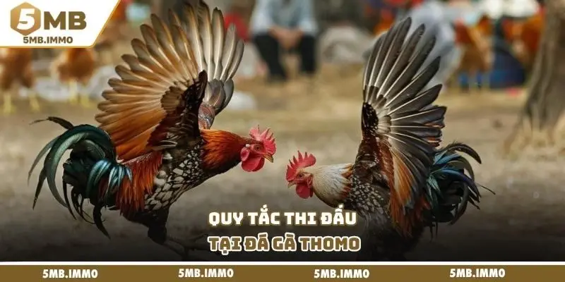 Quy tắc thi đấu tại đá gà Thomo