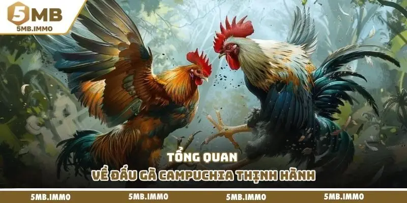 Tổng quan về đấu gà Campuchia thịnh hành