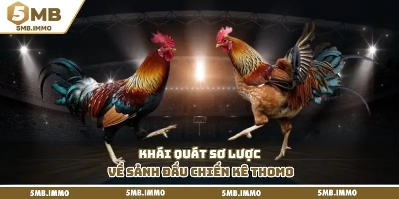 Khái quát sơ lược về sảnh đấu chiến kê Thomo